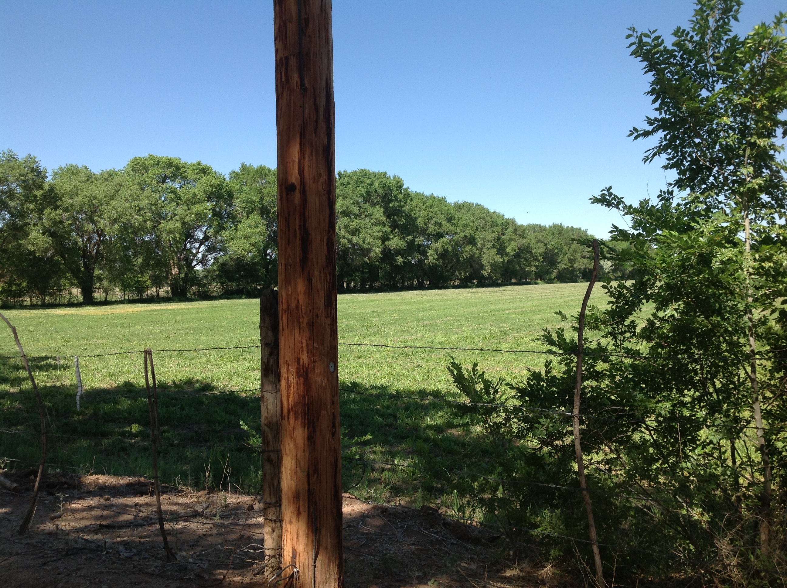 A view of a field with trees and a pole.