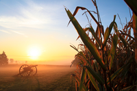 A cannon in a foggy field with cornstalks.