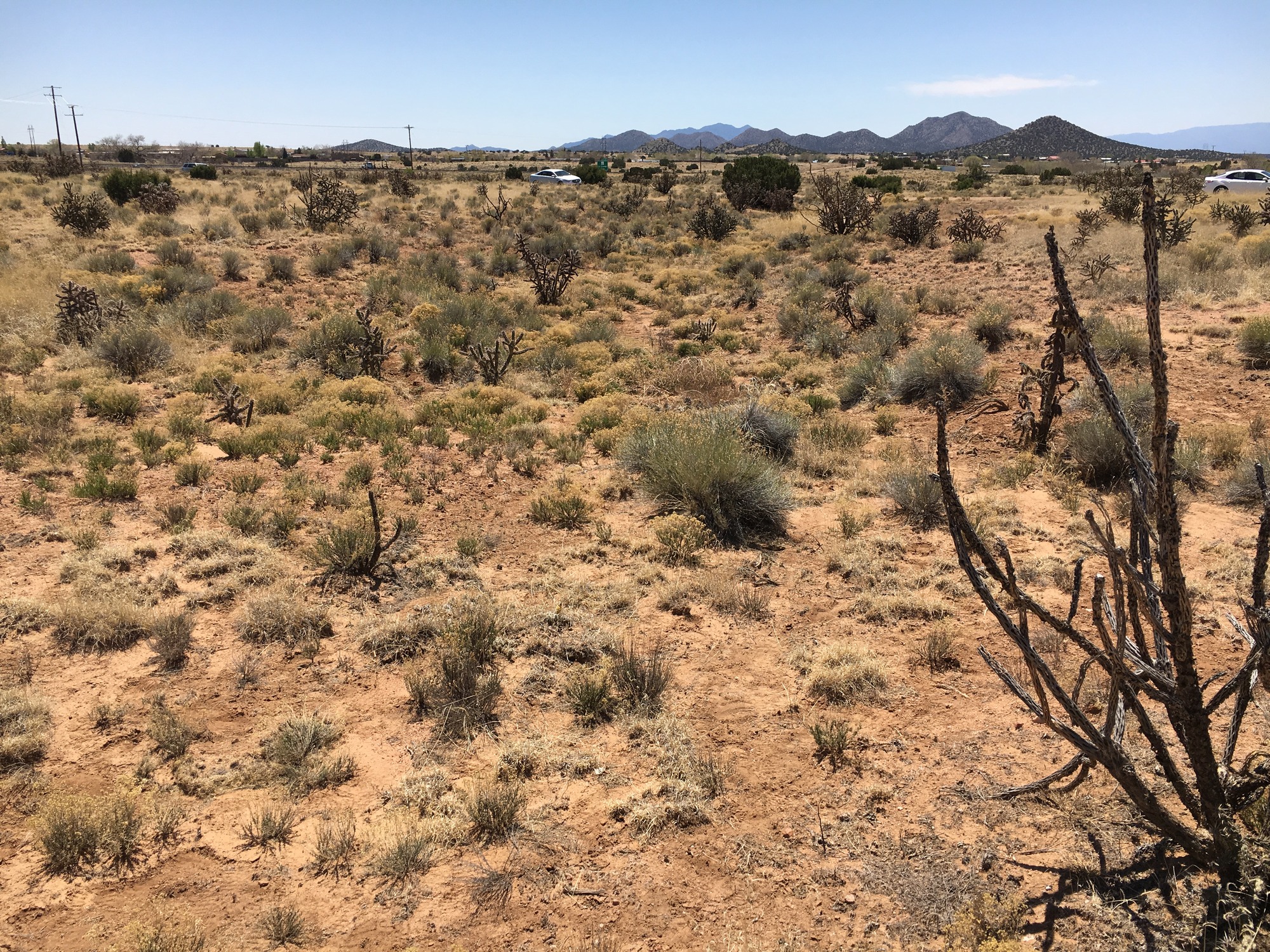 A desert area with a lot of grass and bushes.