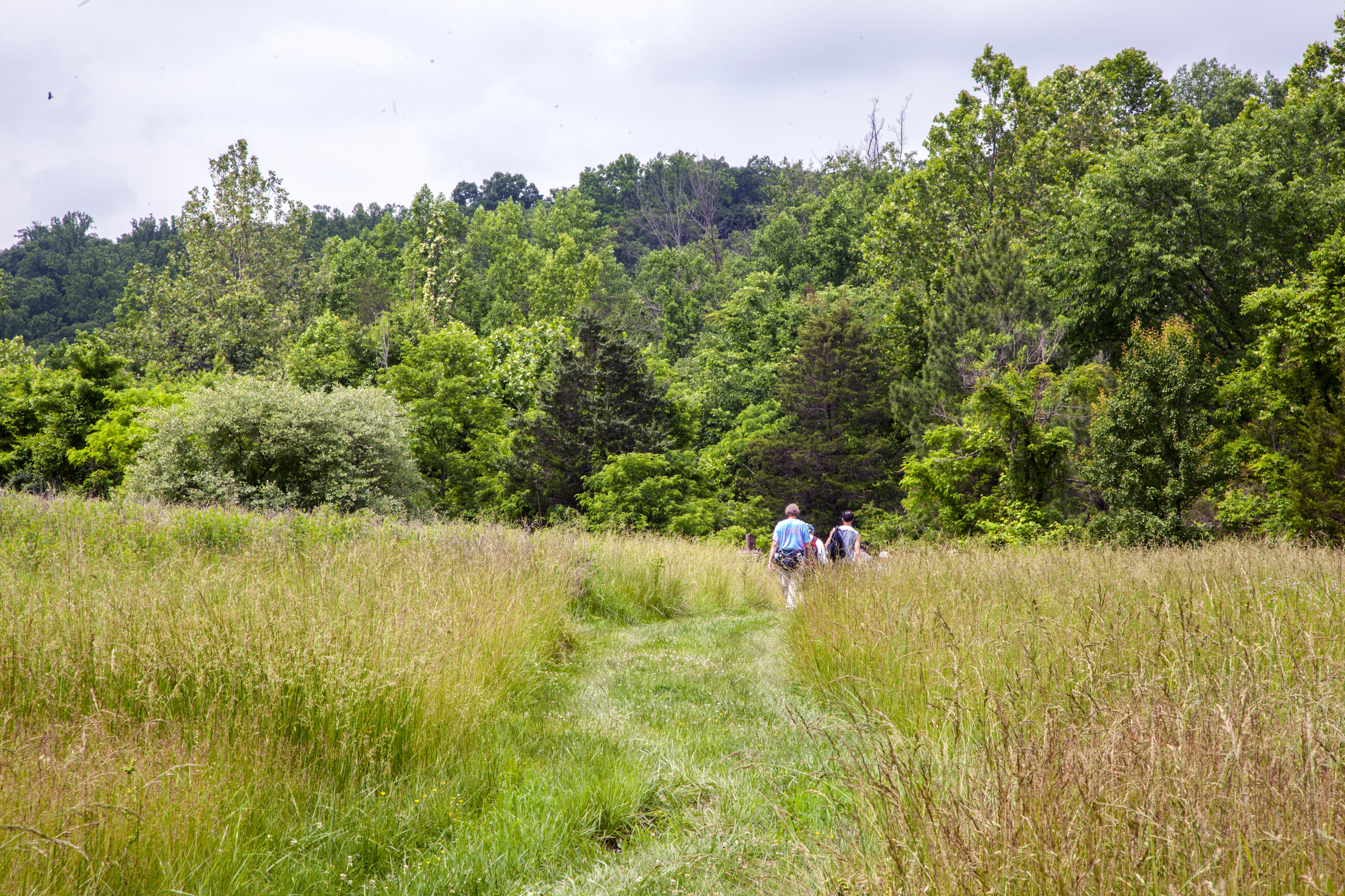 A group of hikers walk on a wide grassy trail towards a forested area. 