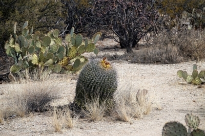 Desert Ecology Trail sign