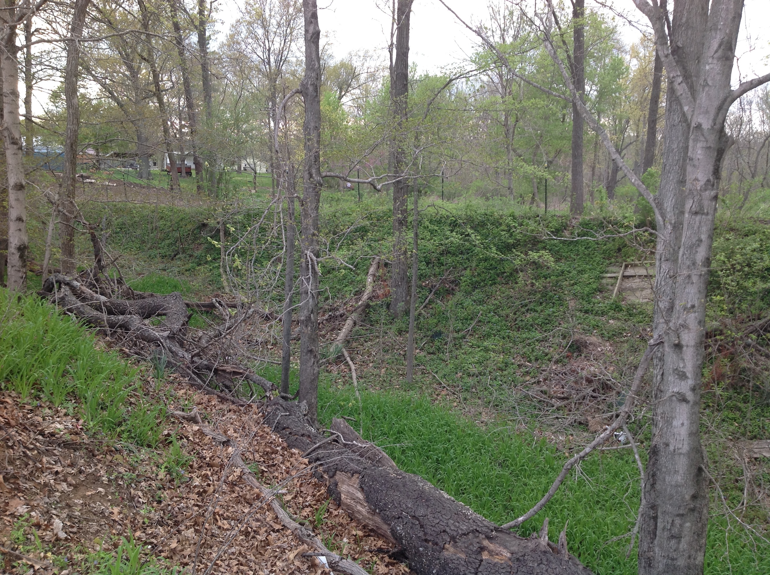 A fallen tree in a wooded area.