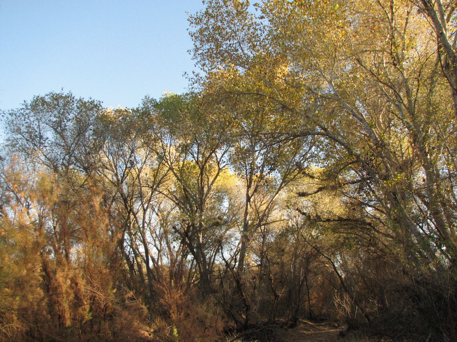tall cottonwood trees turning yellow