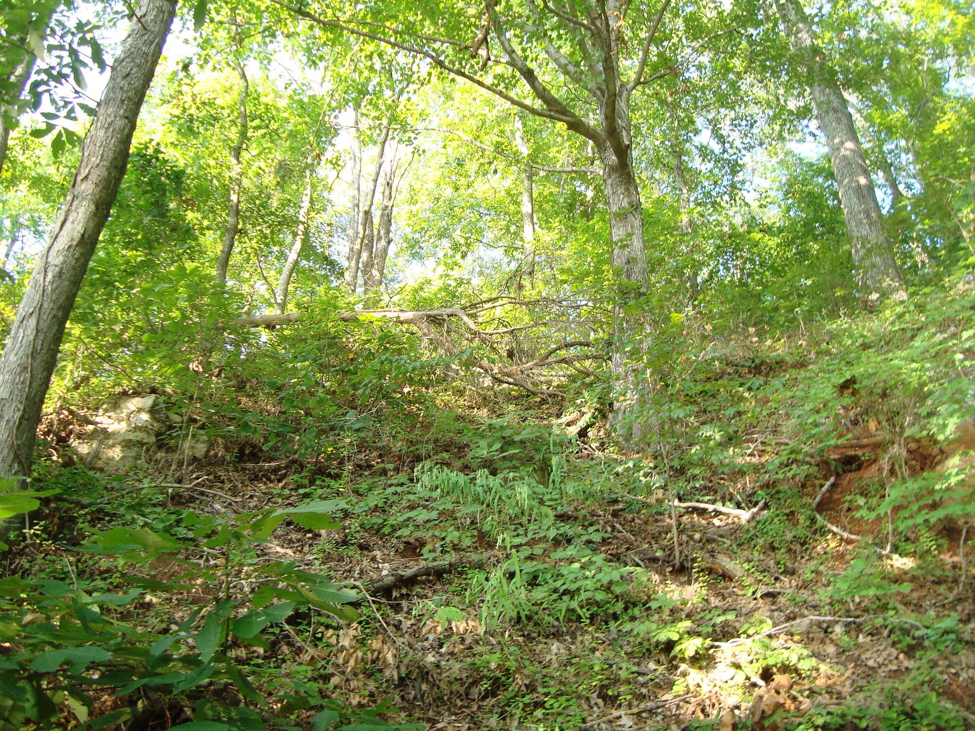 A wooded area with trees and bushes.
