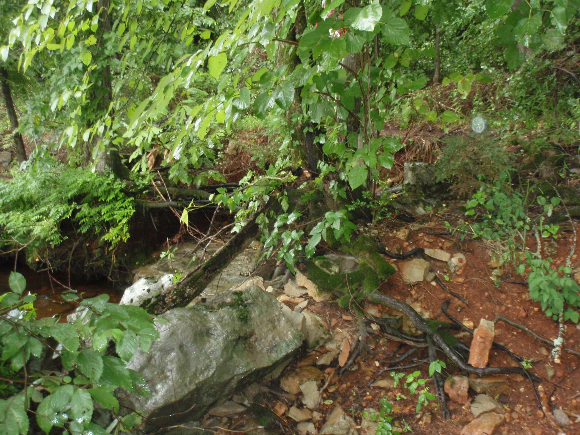 A rock in the woods.