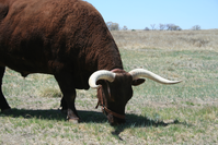 A brown bull with horns grazing in a field.