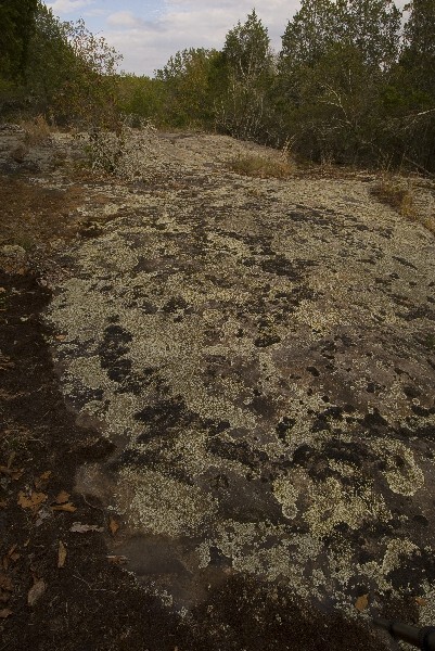 A rock covered in moss and trees.