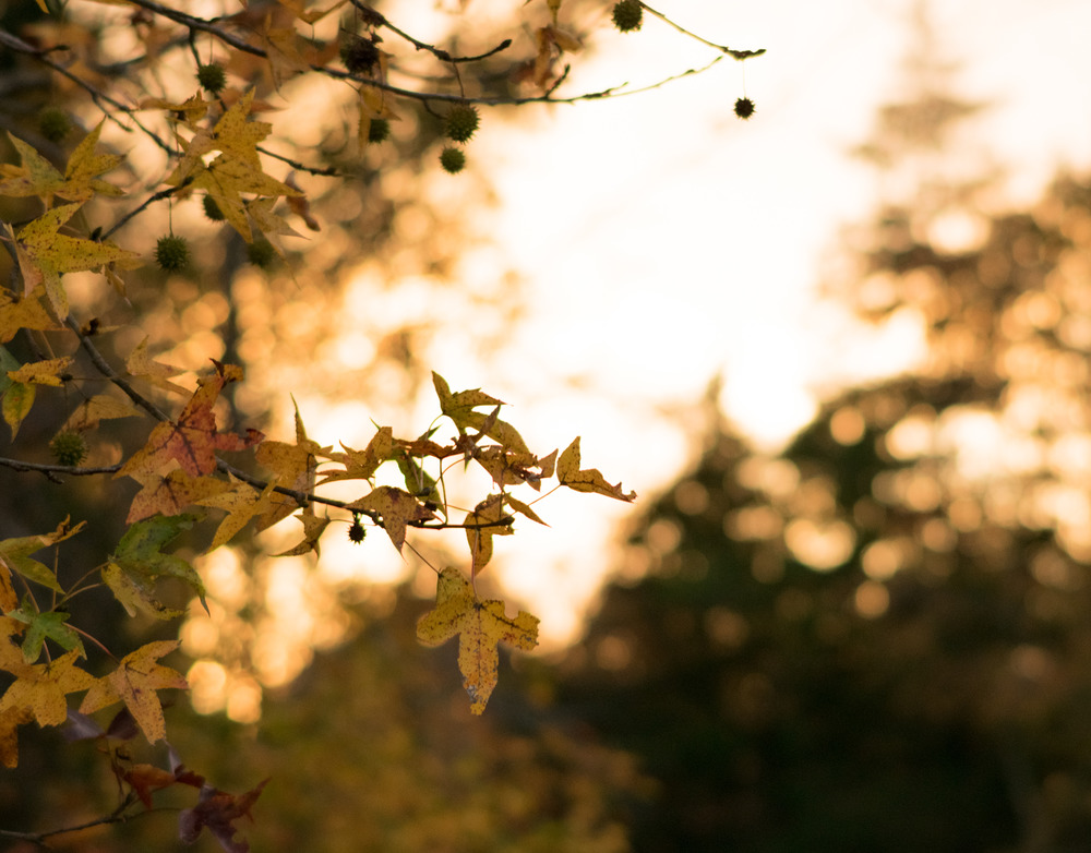 Trees glow with fall color in the light of a fading sunset. 