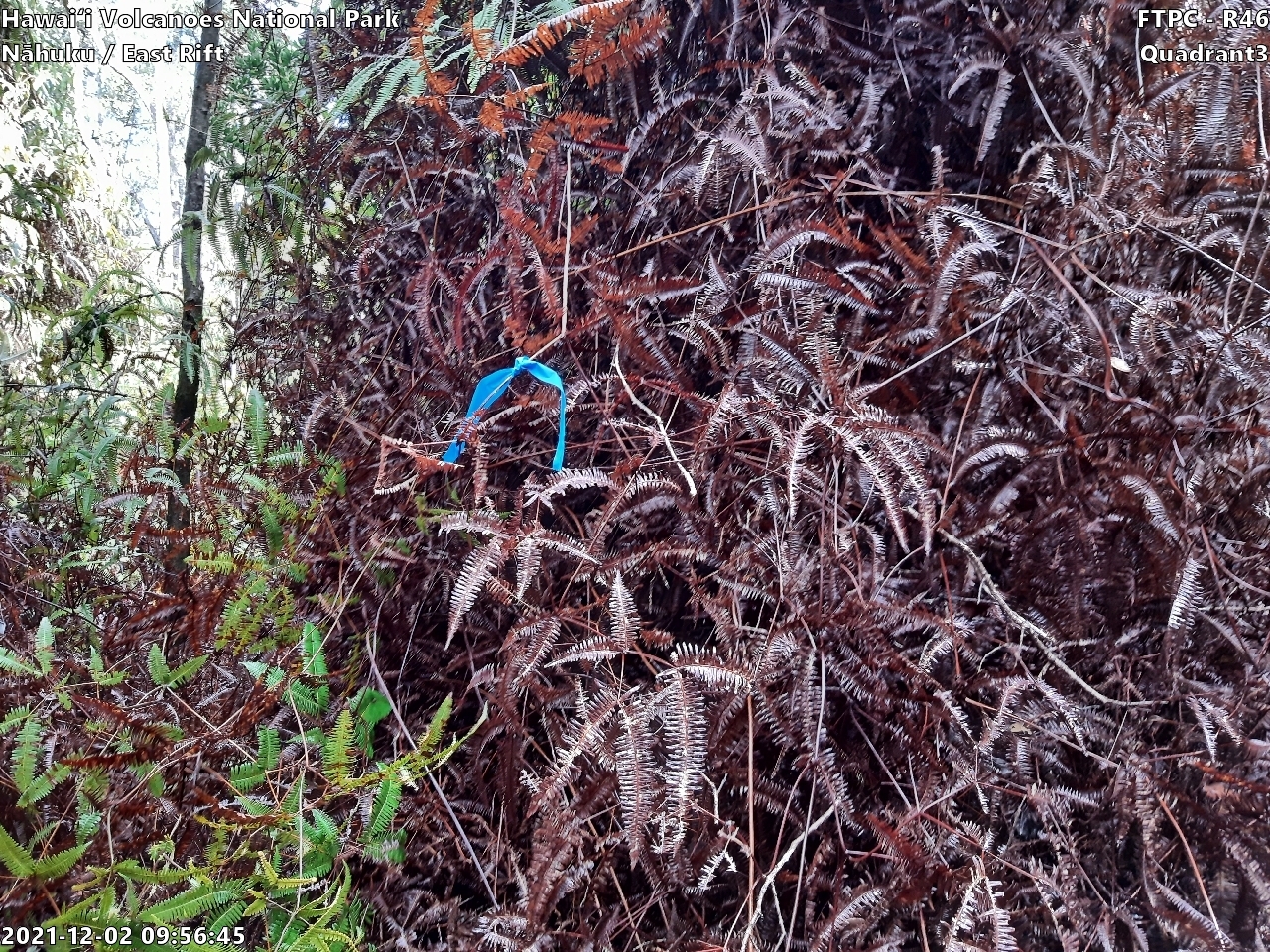 Eye-level view of plant community at monitoring site