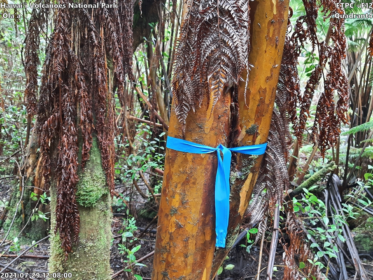Eye-level view of plant community at monitoring site