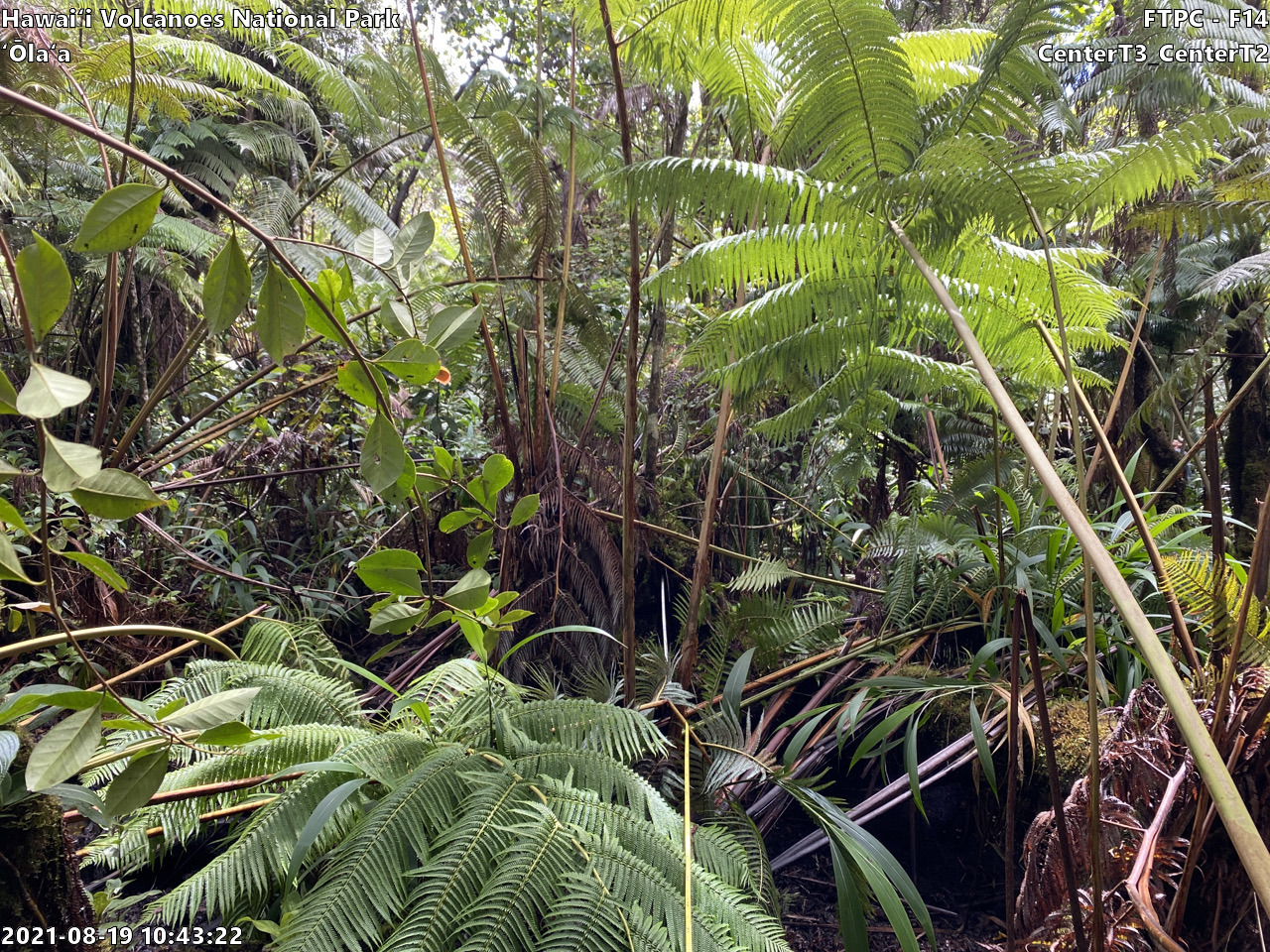 Eye-level view of plant community at monitoring site
