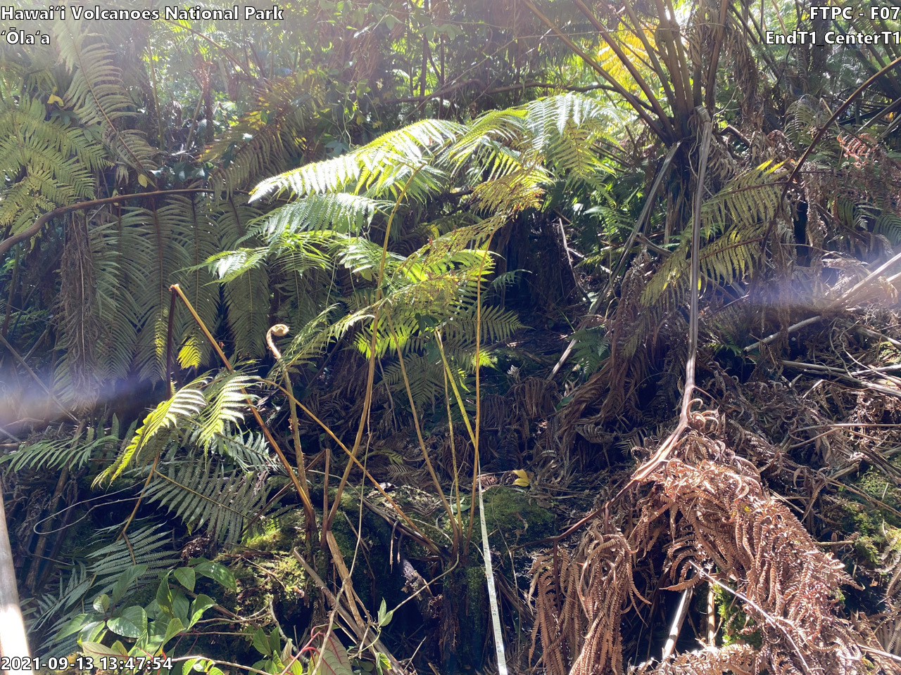 Eye-level view of plant community at monitoring site