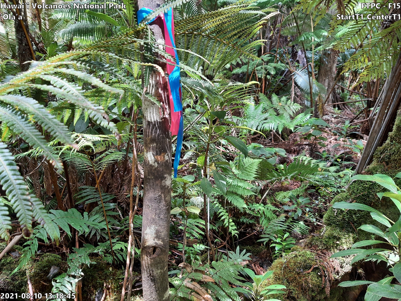 Eye-level view of plant community at monitoring site