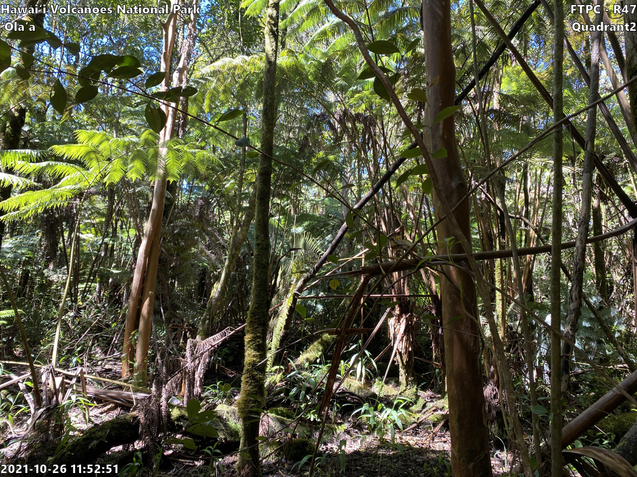 Eye-level view of plant community at monitoring site