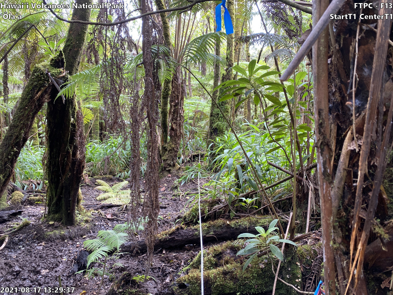 Eye-level view of plant community at monitoring site