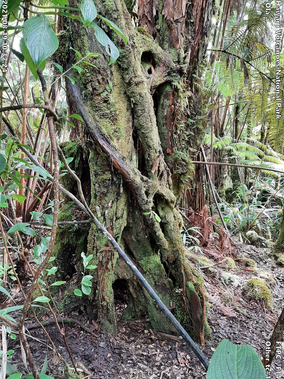 Photo of a phenomenon at the monitoring site. Phenomena may include a unique growth form of a plant, a tree complex (often a tight cluster of trees growing intertwined due to previous epiphytic growth) signs of pests or disease on a plant, signs of pig damage within the forest, or other unforeseen phenomenon. A short description is typically included in the photo subject after the keyword "Other".