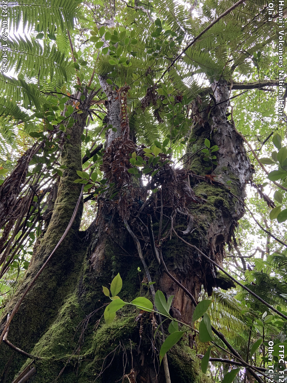 Photo of a phenomenon at the monitoring site. Phenomena may include a unique growth form of a plant, a tree complex (often a tight cluster of trees growing intertwined due to previous epiphytic growth) signs of pests or disease on a plant, signs of pig damage within the forest, or other unforeseen phenomenon. A short description is typically included in the photo subject after the keyword "Other".
