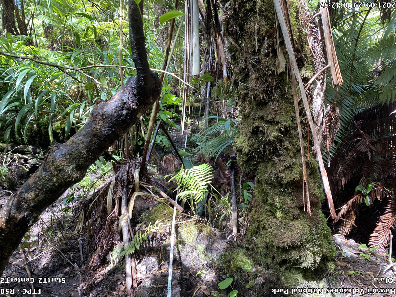 Eye-level view of plant community at monitoring site