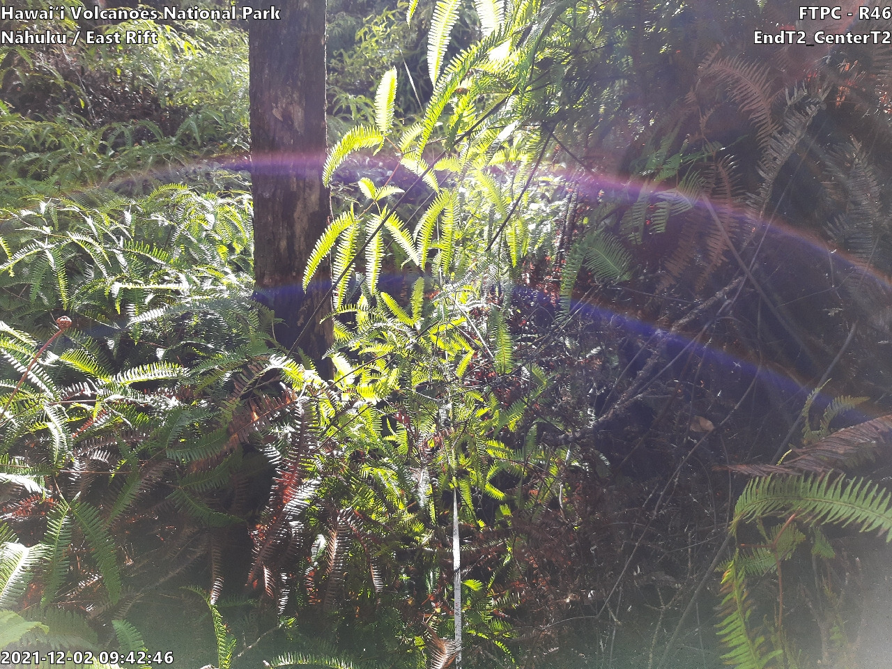 Eye-level view of plant community at monitoring site