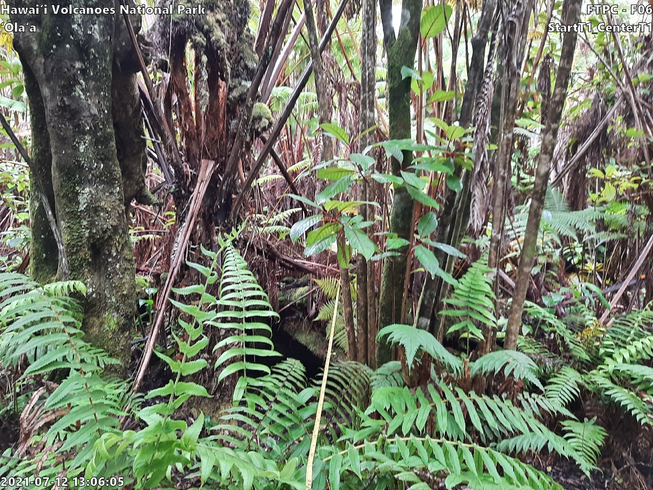Eye-level view of plant community at monitoring site