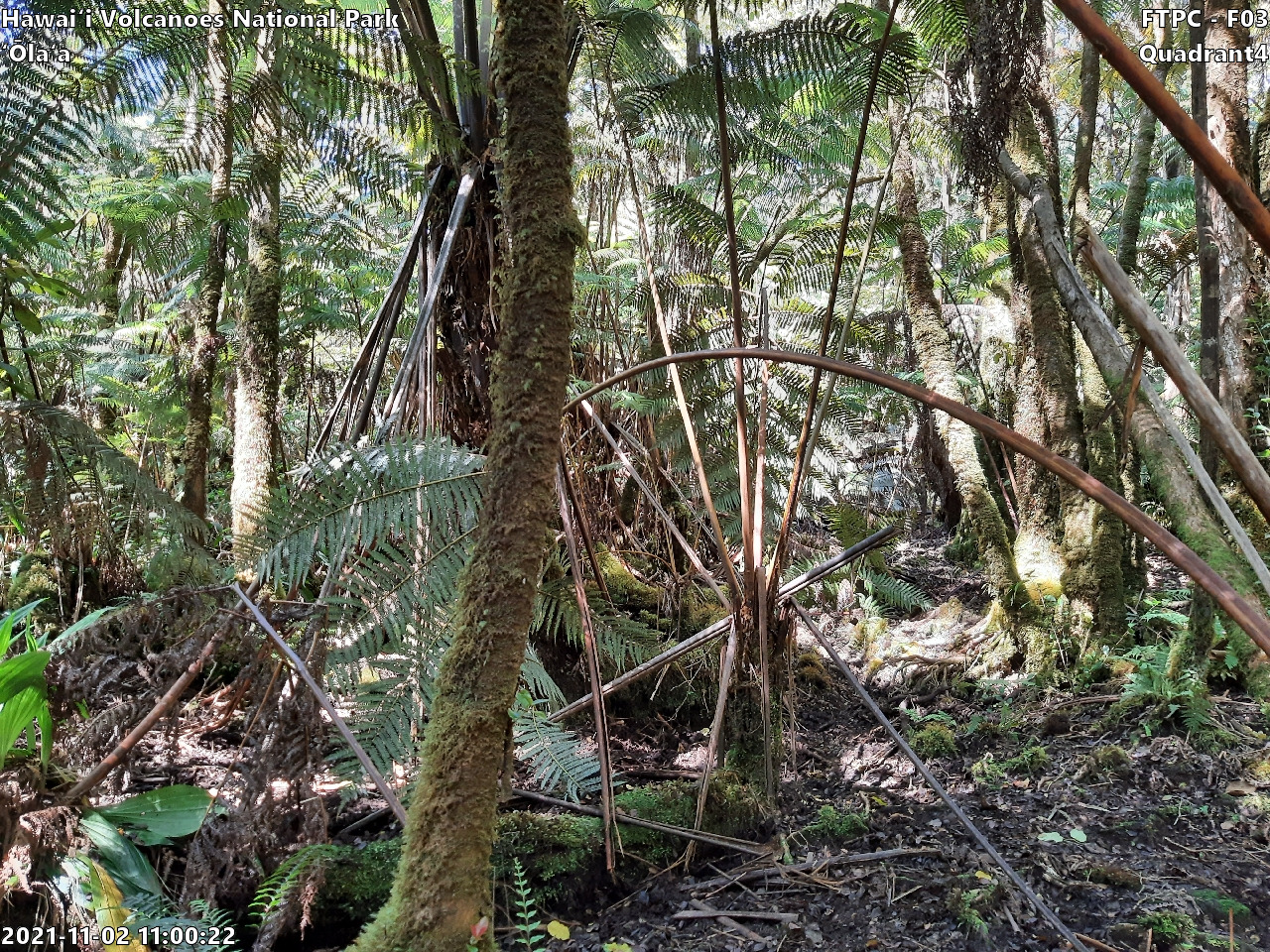 Eye-level view of plant community at monitoring site