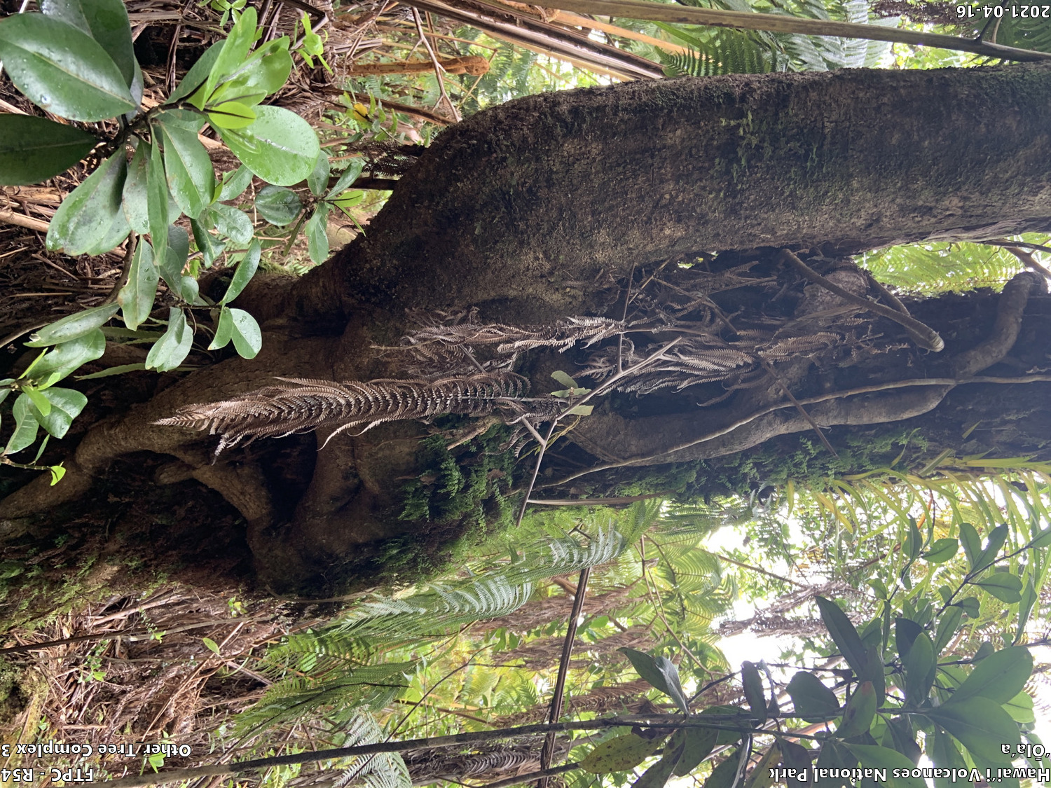 Photo of a phenomenon at the monitoring site. Phenomena may include a unique growth form of a plant, a tree complex (often a tight cluster of trees growing intertwined due to previous epiphytic growth) signs of pests or disease on a plant, signs of pig damage within the forest, or other unforeseen phenomenon. A short description is typically included in the photo subject after the keyword "Other".