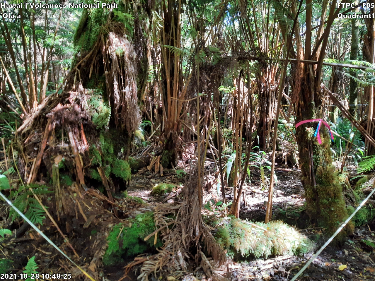 Eye-level view of plant community at monitoring site