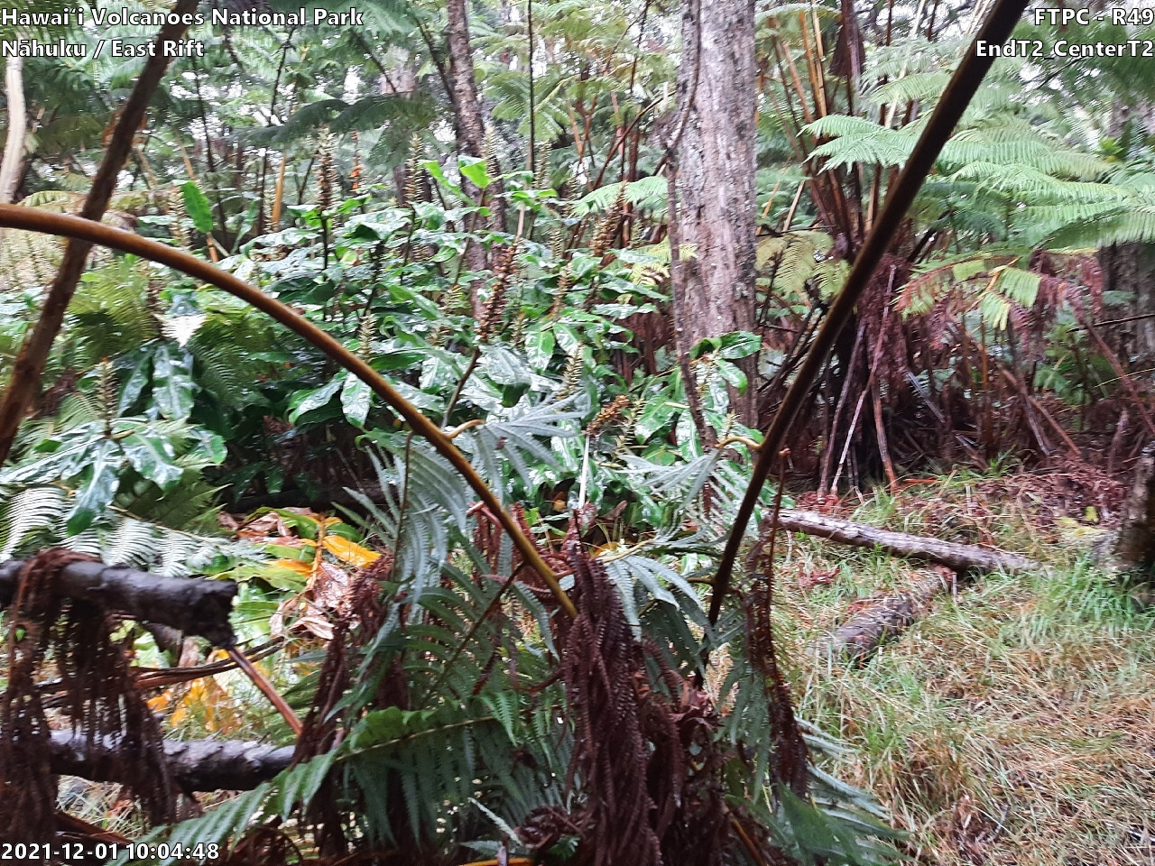 Eye-level view of plant community at monitoring site