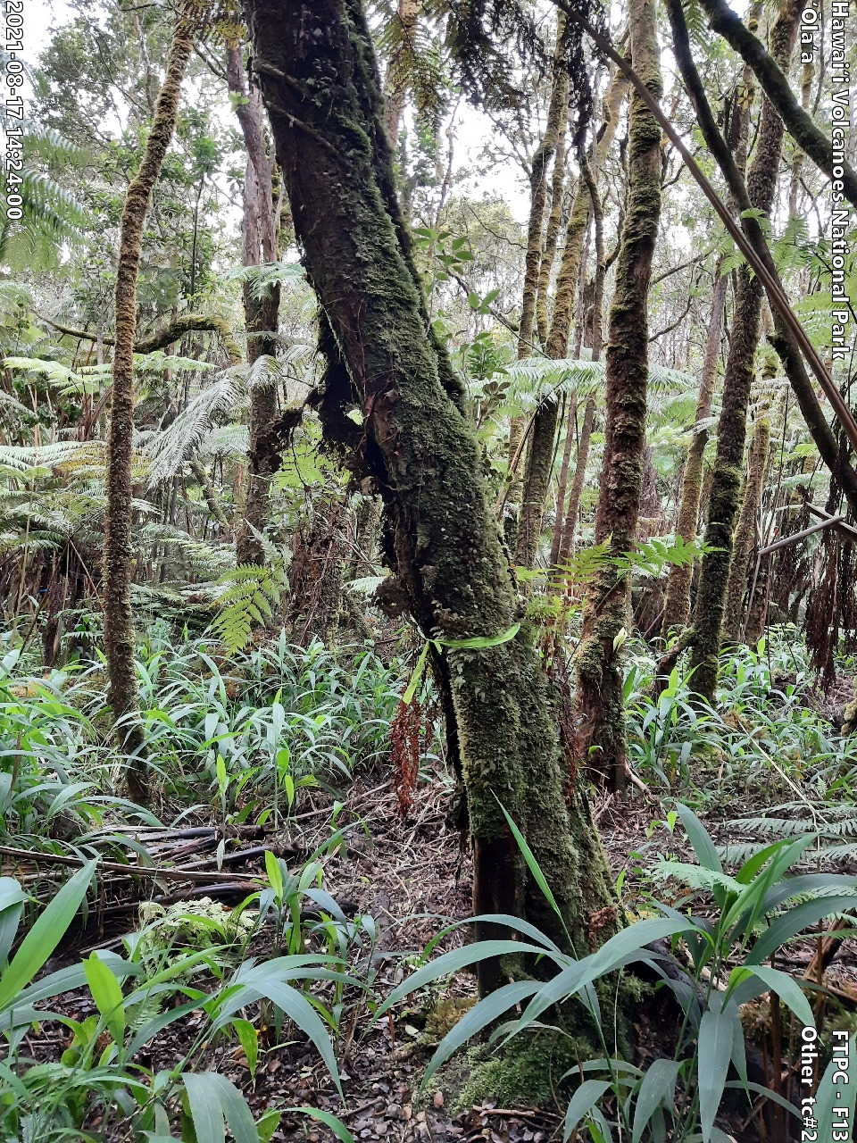 Photo of a phenomenon at the monitoring site. Phenomena may include a unique growth form of a plant, a tree complex (often a tight cluster of trees growing intertwined due to previous epiphytic growth) signs of pests or disease on a plant, signs of pig damage within the forest, or other unforeseen phenomenon. A short description is typically included in the photo subject after the keyword "Other".