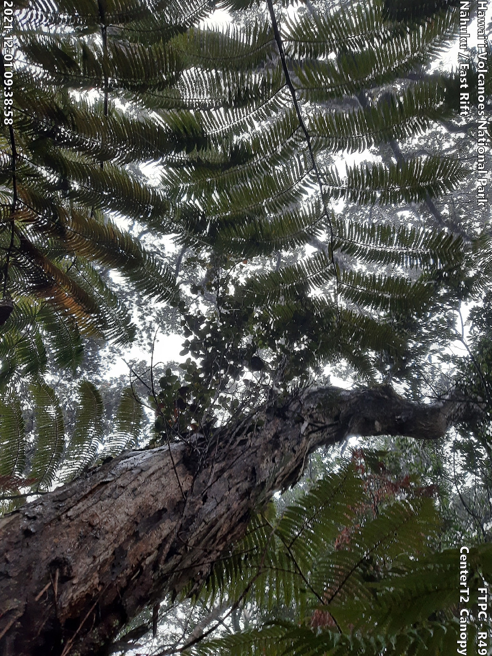 Eye-level view of plant community at monitoring site