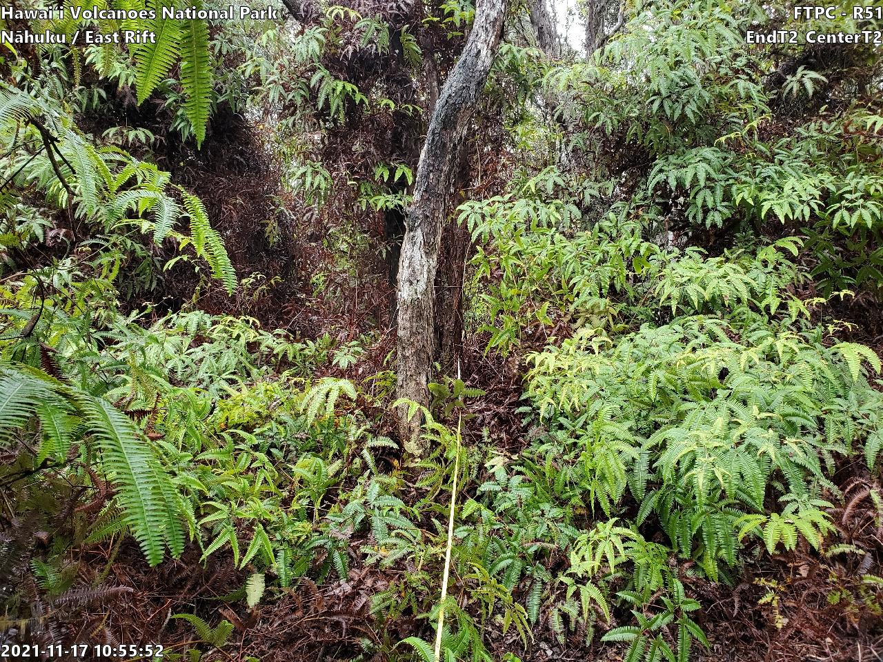 Eye-level view of plant community at monitoring site