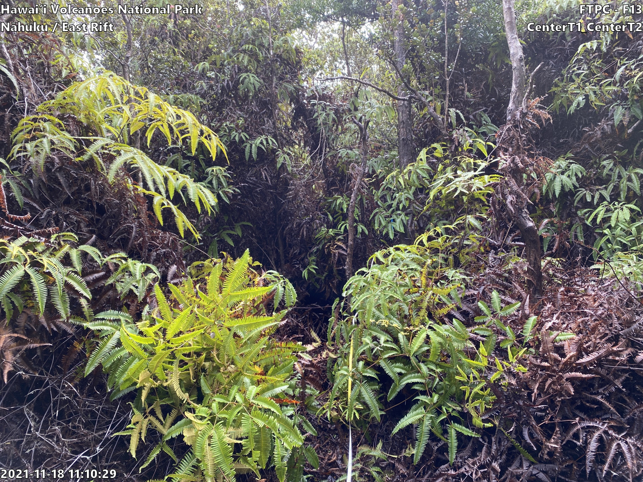 Eye-level view of plant community at monitoring site
