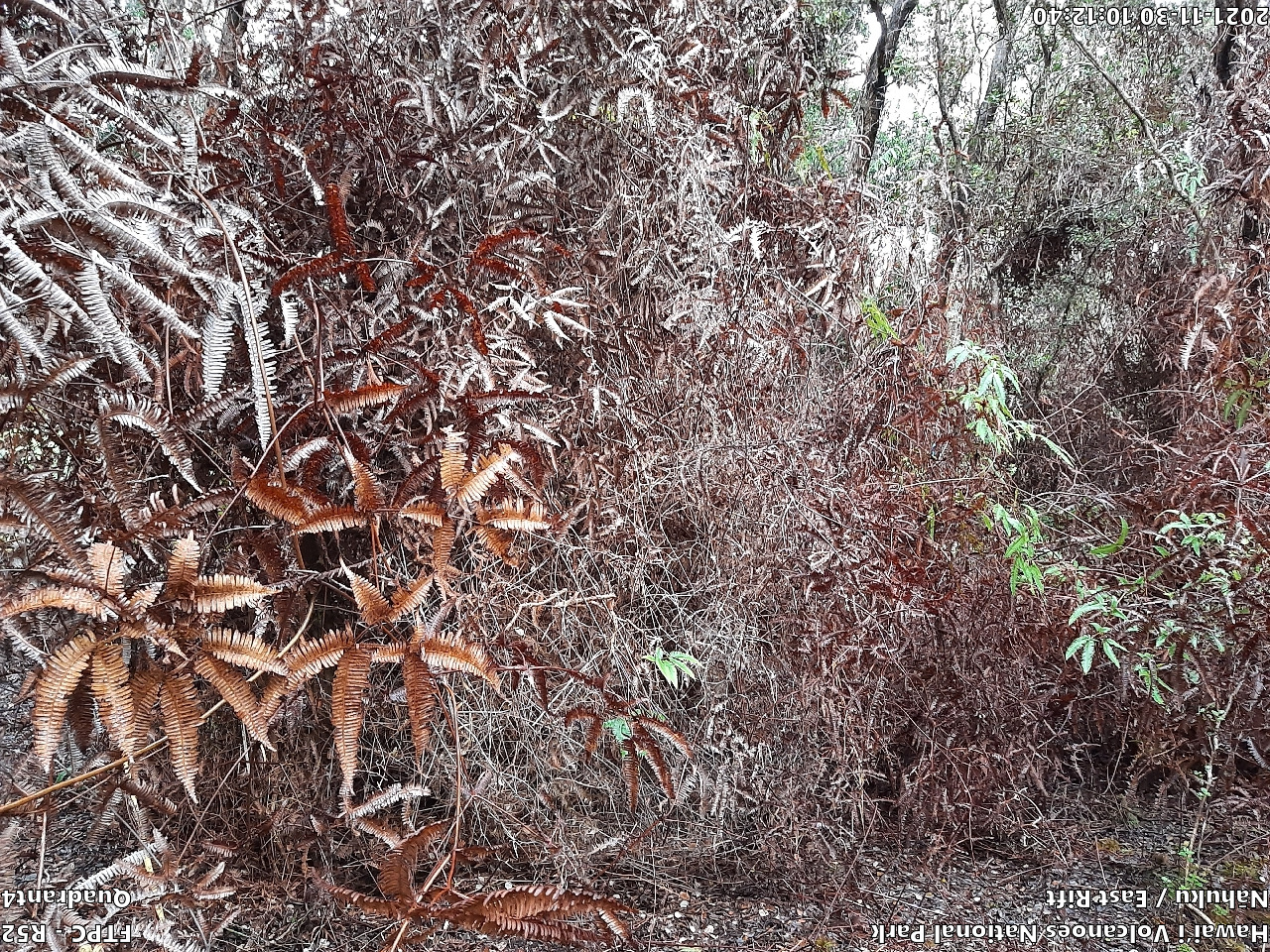 Eye-level view of plant community at monitoring site