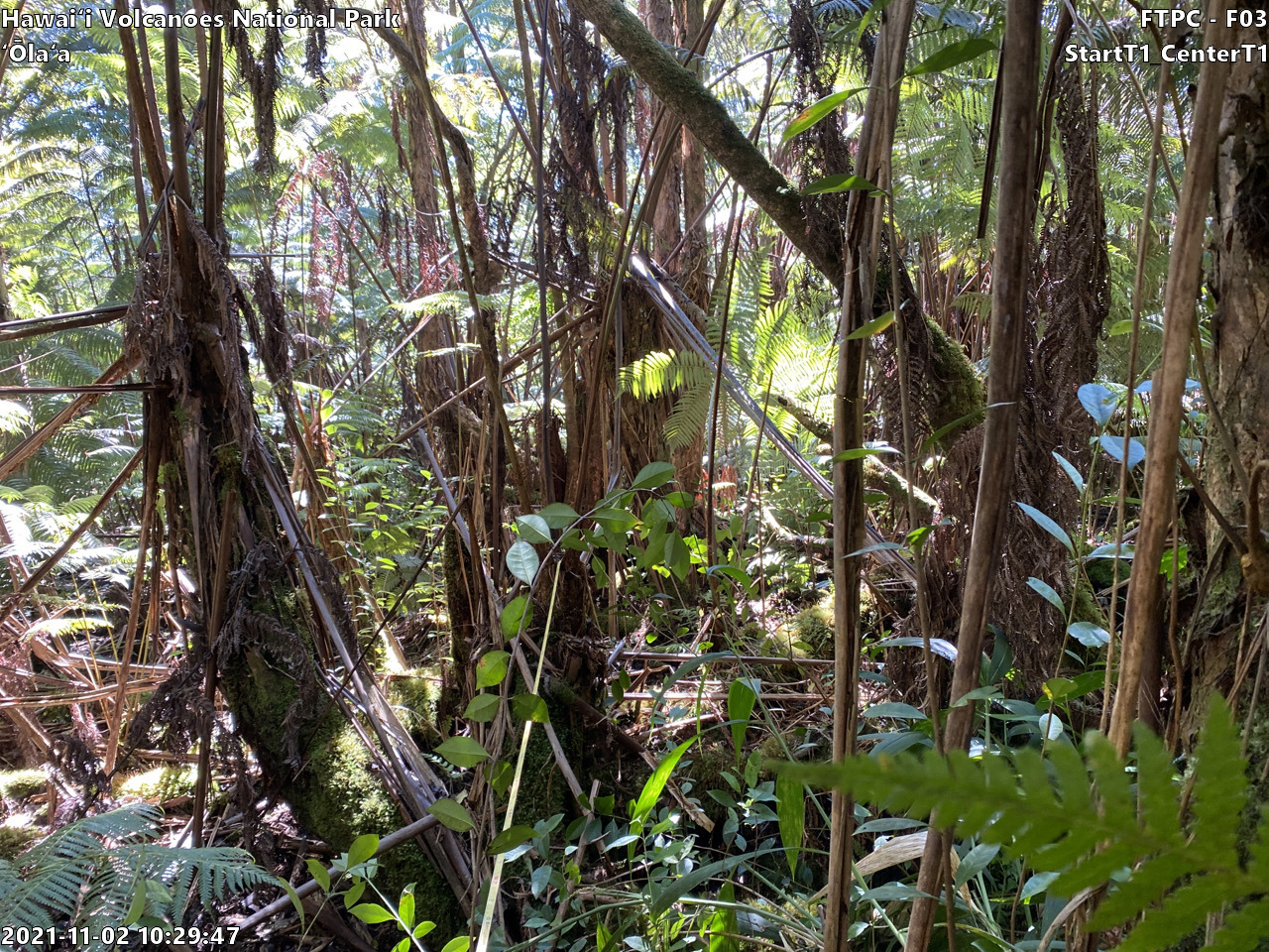 Eye-level view of plant community at monitoring site