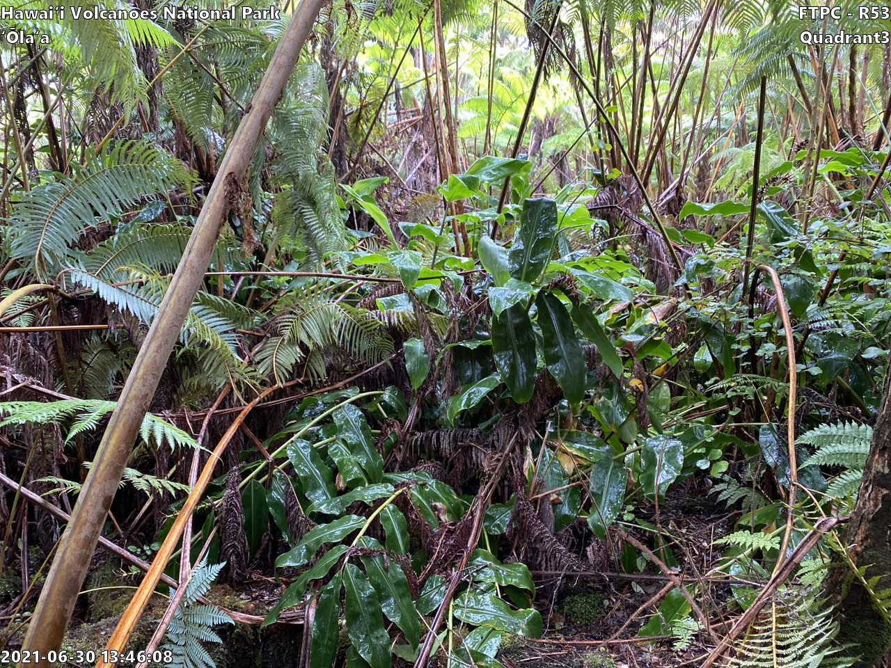 Eye-level view of plant community at monitoring site