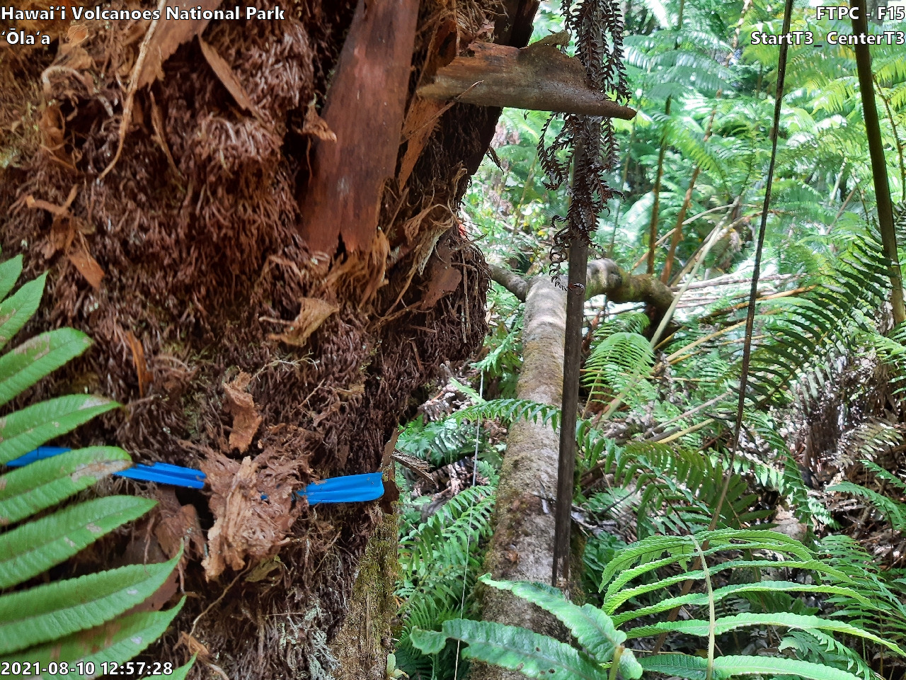Eye-level view of plant community at monitoring site