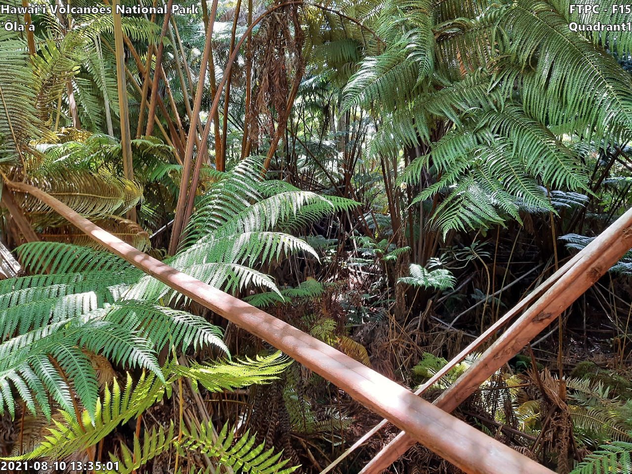 Eye-level view of plant community at monitoring site