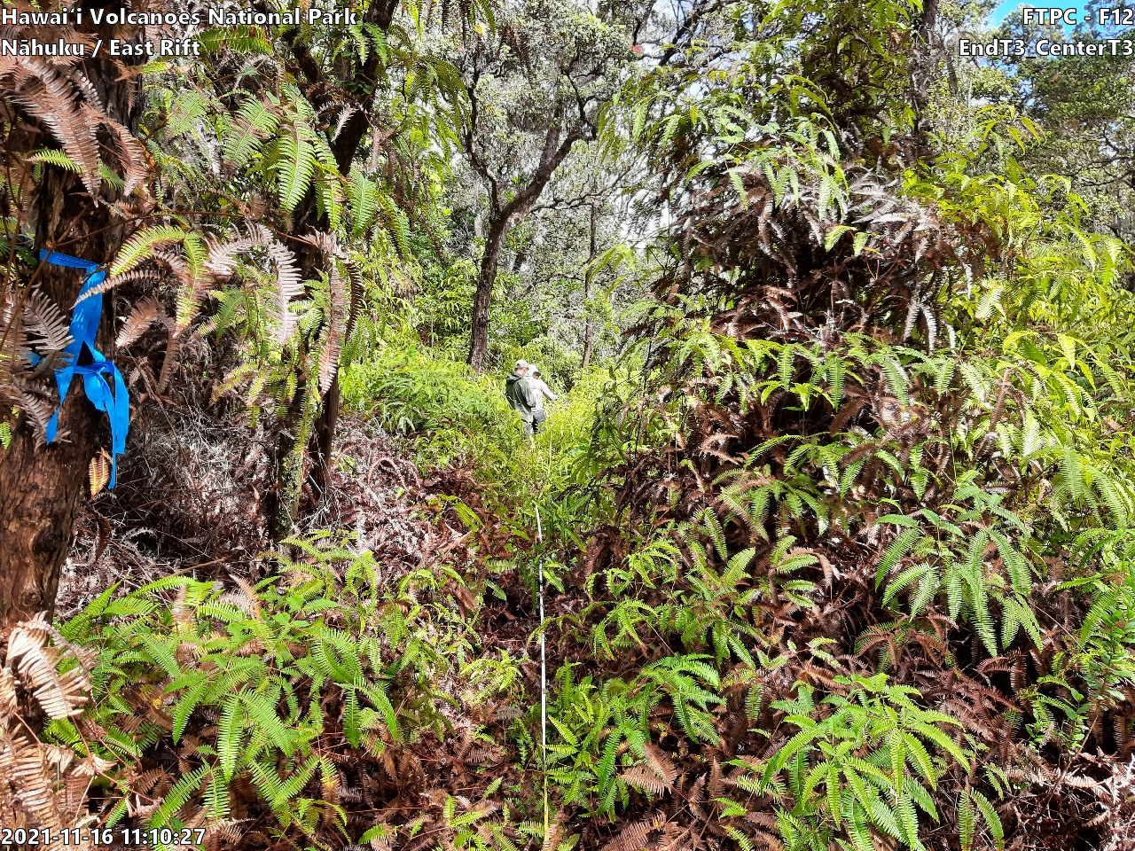 Eye-level view of plant community at monitoring site