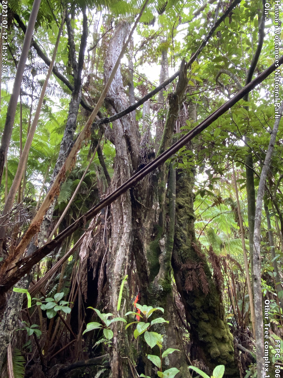 Photo of a phenomenon at the monitoring site. Phenomena may include a unique growth form of a plant, a tree complex (often a tight cluster of trees growing intertwined due to previous epiphytic growth) signs of pests or disease on a plant, signs of pig damage within the forest, or other unforeseen phenomenon. A short description is typically included in the photo subject after the keyword "Other".