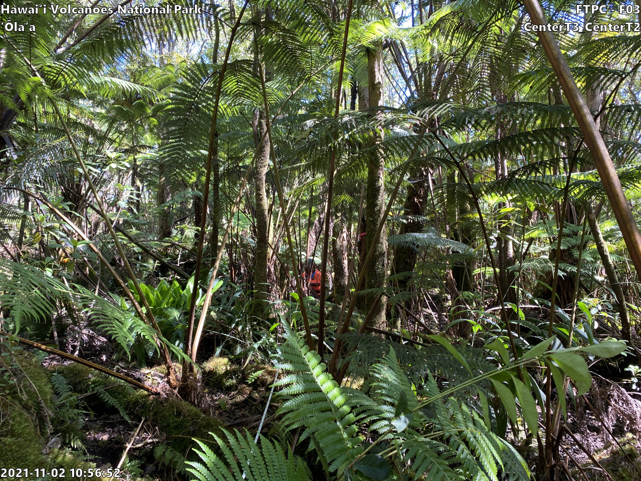 Eye-level view of plant community at monitoring site