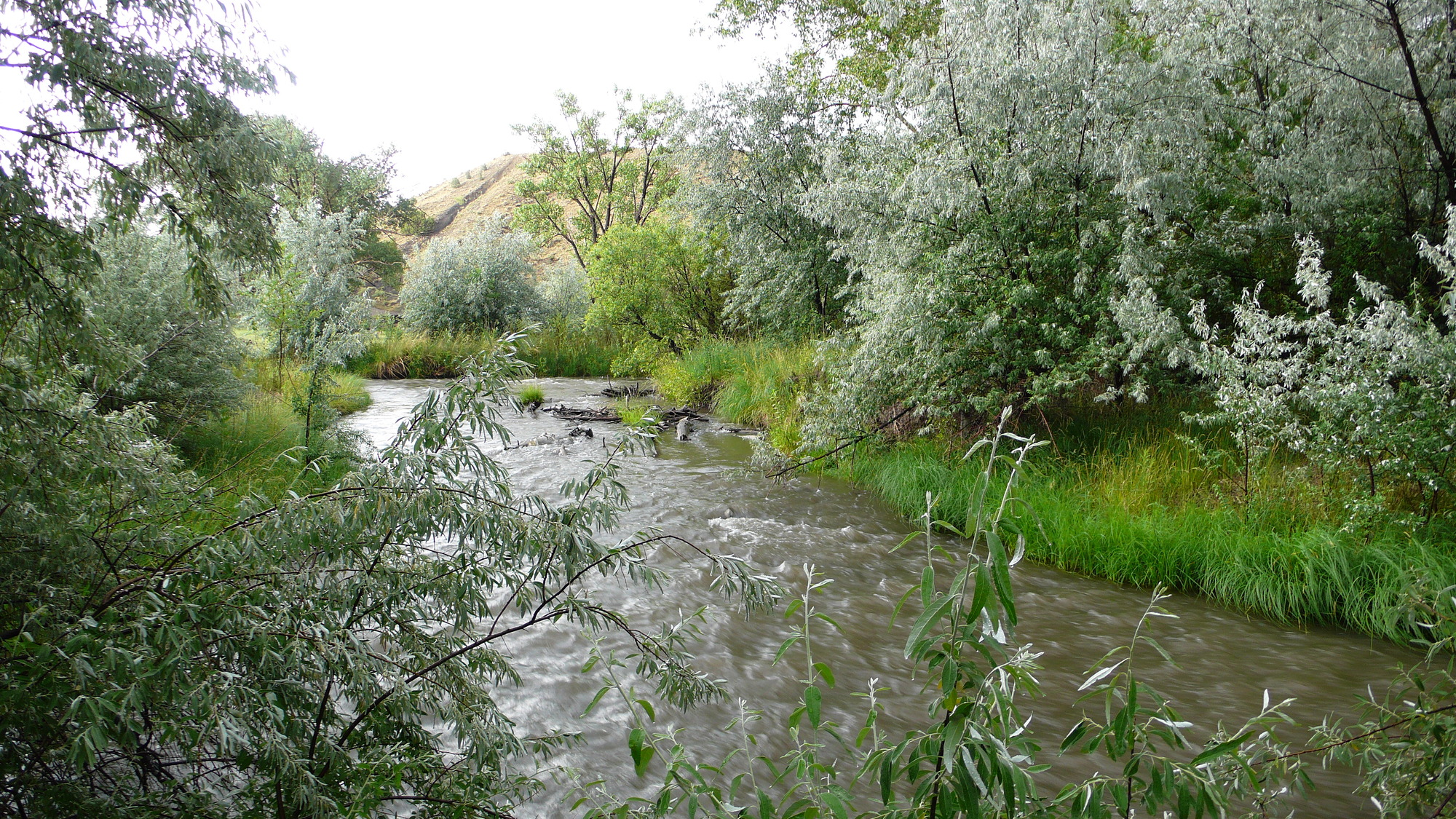 A river running through a wooded area.
