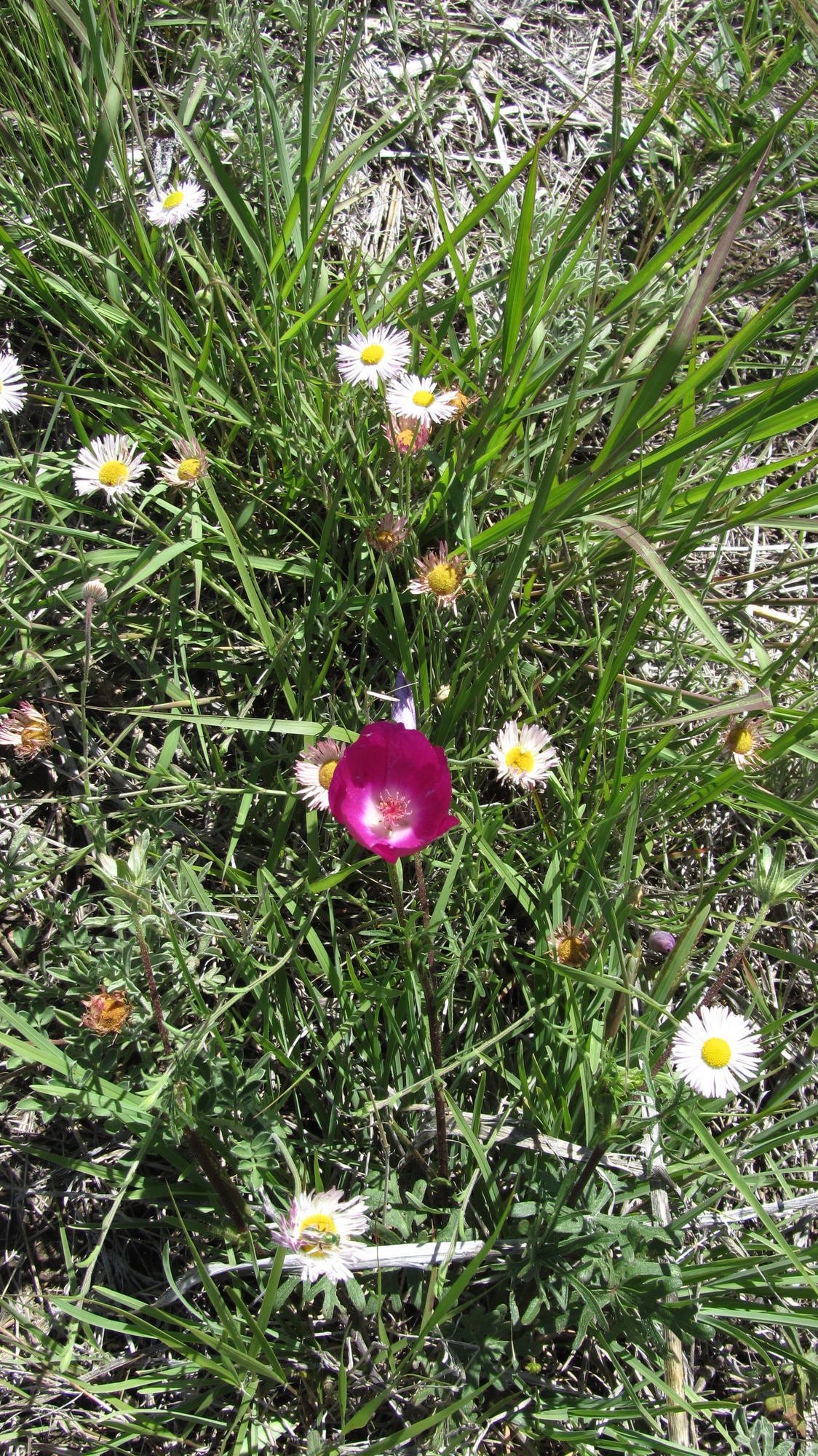 A grassy field with a lot of plants and flowers growing in it.