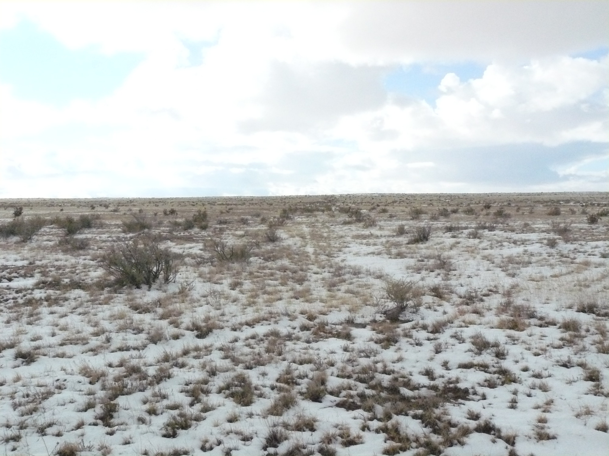 A snow-covered field with grass and bushes.