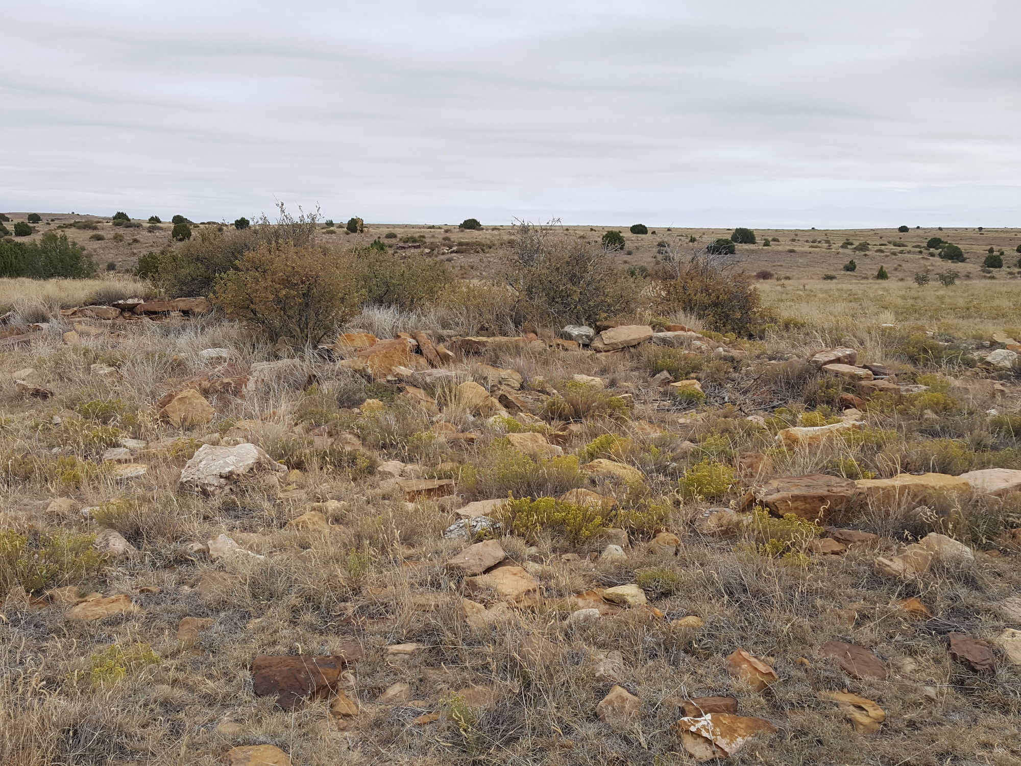 A rocky grassland with shrubs and an overcast sky.