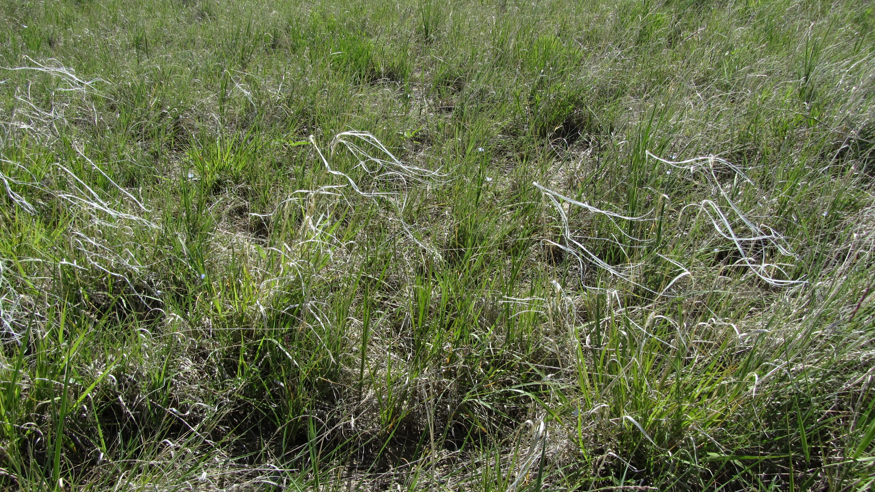 A field of grass with white stems in the middle.
