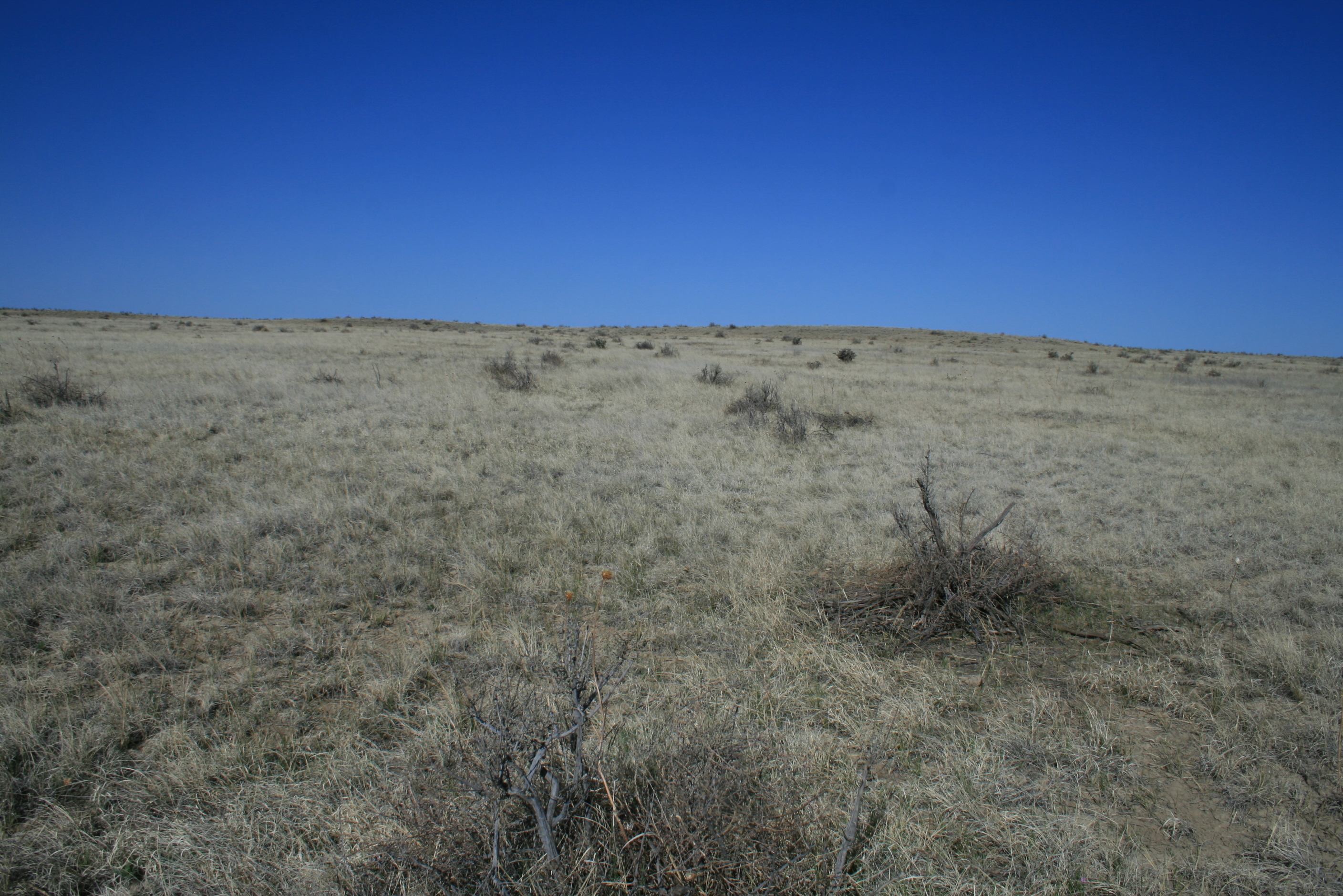 A grassy field under a blue sky.