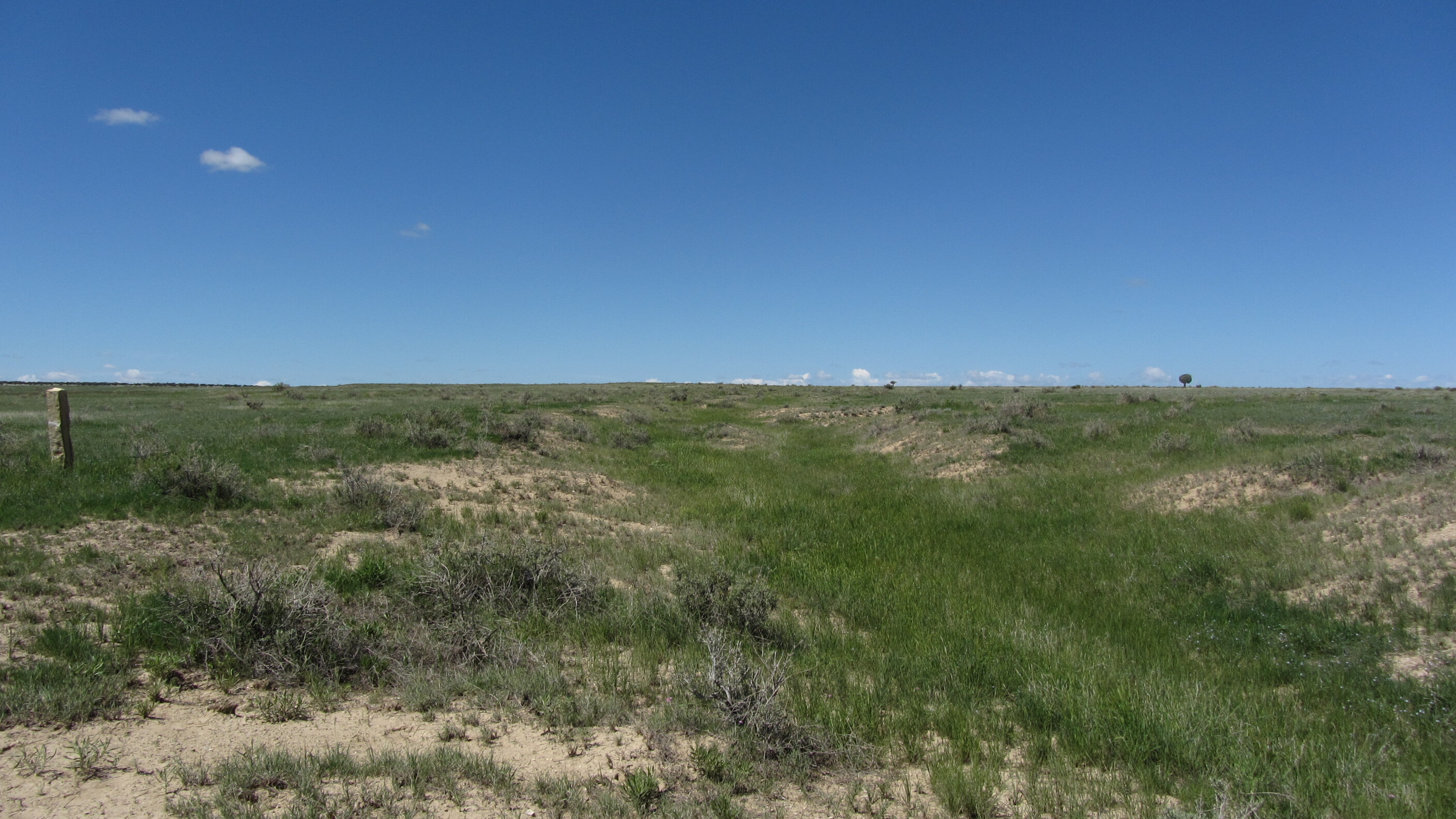A grassy field with a swale in the distance and a blue sky in the background.