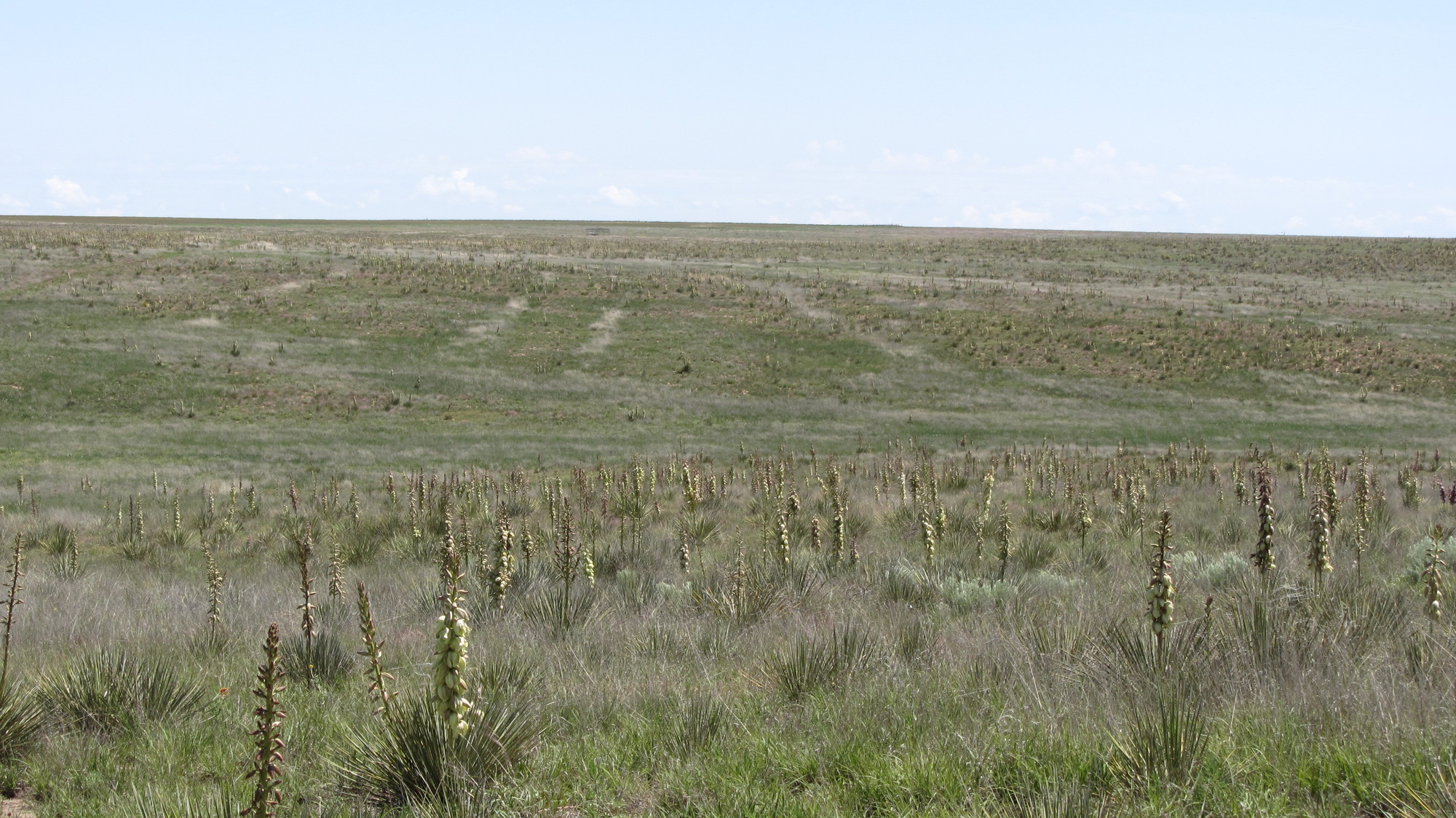 A grassy prairie with a lot of tall grasses.