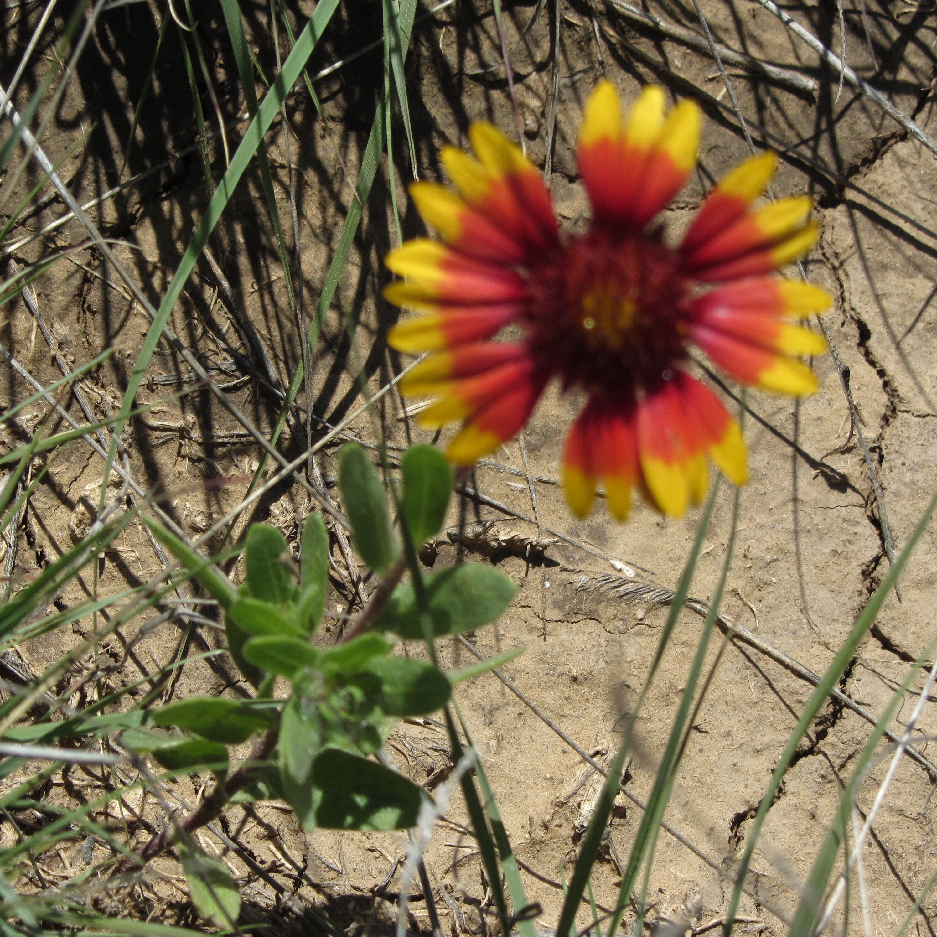 A yellow and red flower in the dirt.
