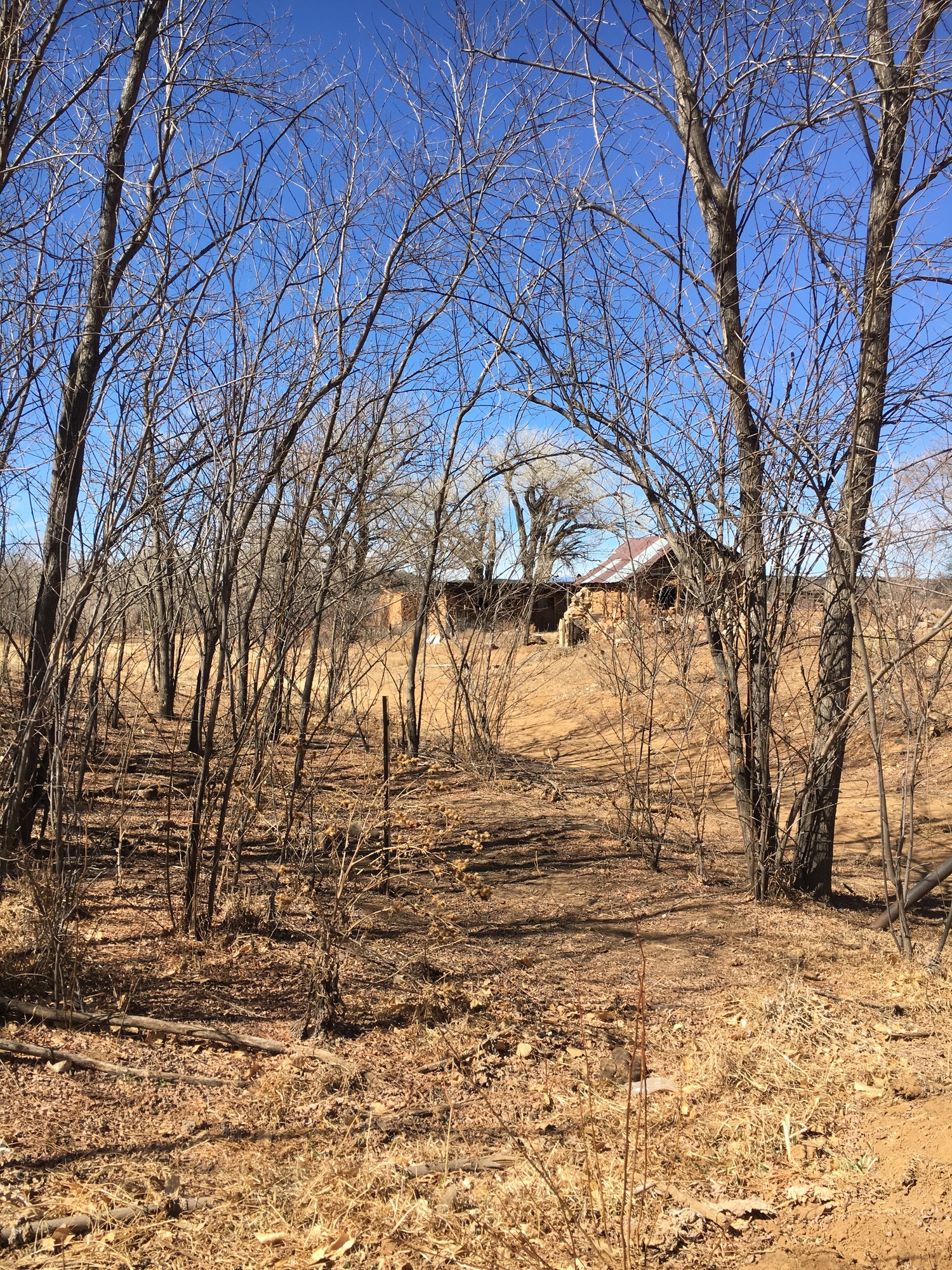 A dirt road with trees and bushes in the background.